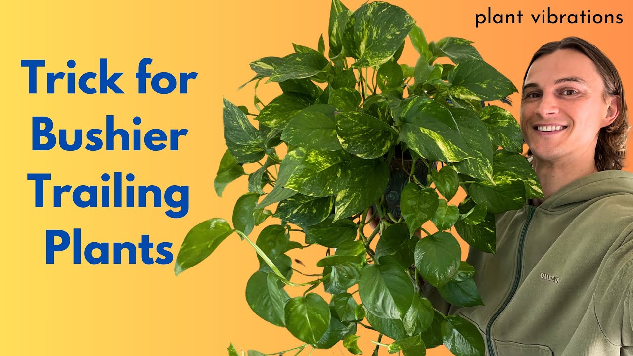 Make Leggy Trailing Indoor Plants Bushy - Pothos, Philodendron, Scindapsus & More Houseplants