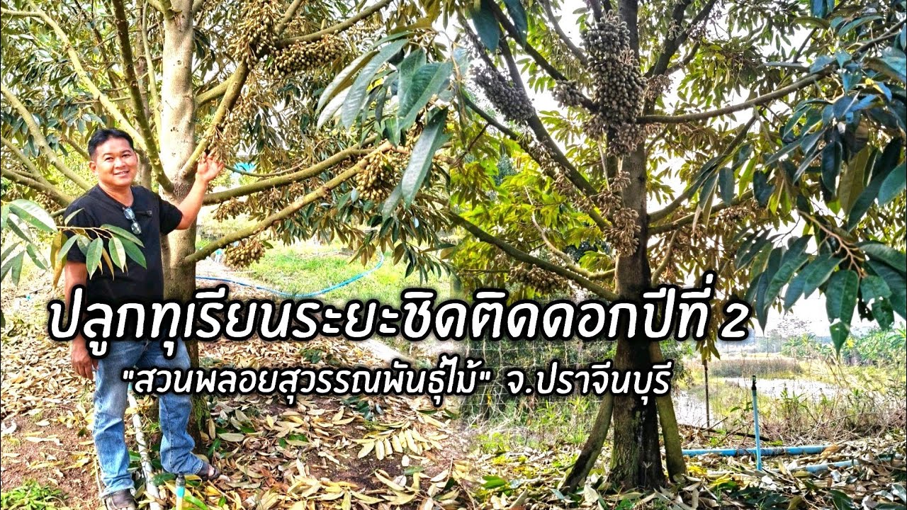 ปลูกทุเรียนหมอนทองระยะชิดช่วงนี้กำลังติดดอกปีที่ 2 