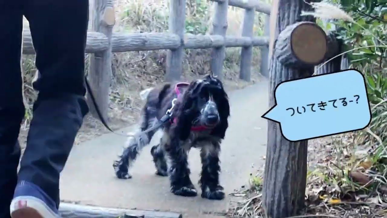 （再アップ）愛犬とお散歩🐕‍🦺三浦半島【荒崎公園】