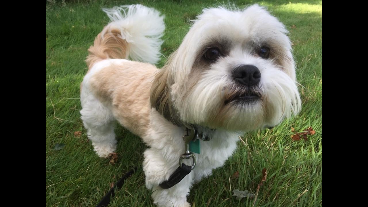 Bailey - Shih Tzu - 4 Weeks Dog Aggression Residential Training