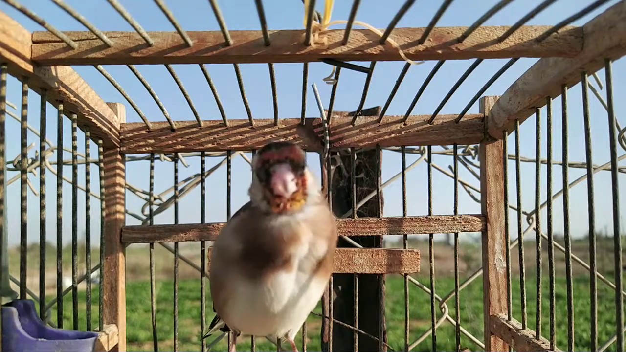 تغريد حسون خلوي ما شاء الله حسون صيد