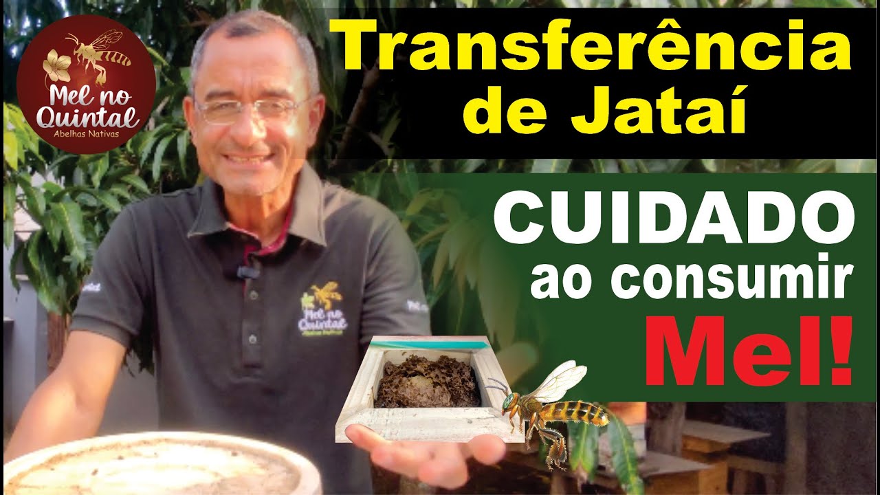 A MELHOR transferência de abelha Jataí!