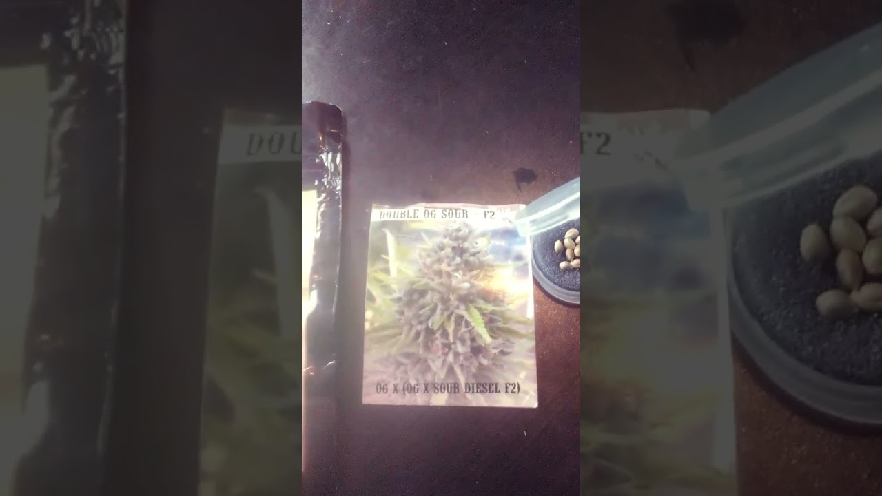 Germination of some Double OG Sour #ganjarebelseeds