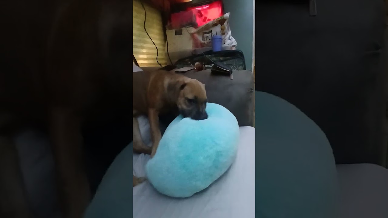 Baby Onyx
