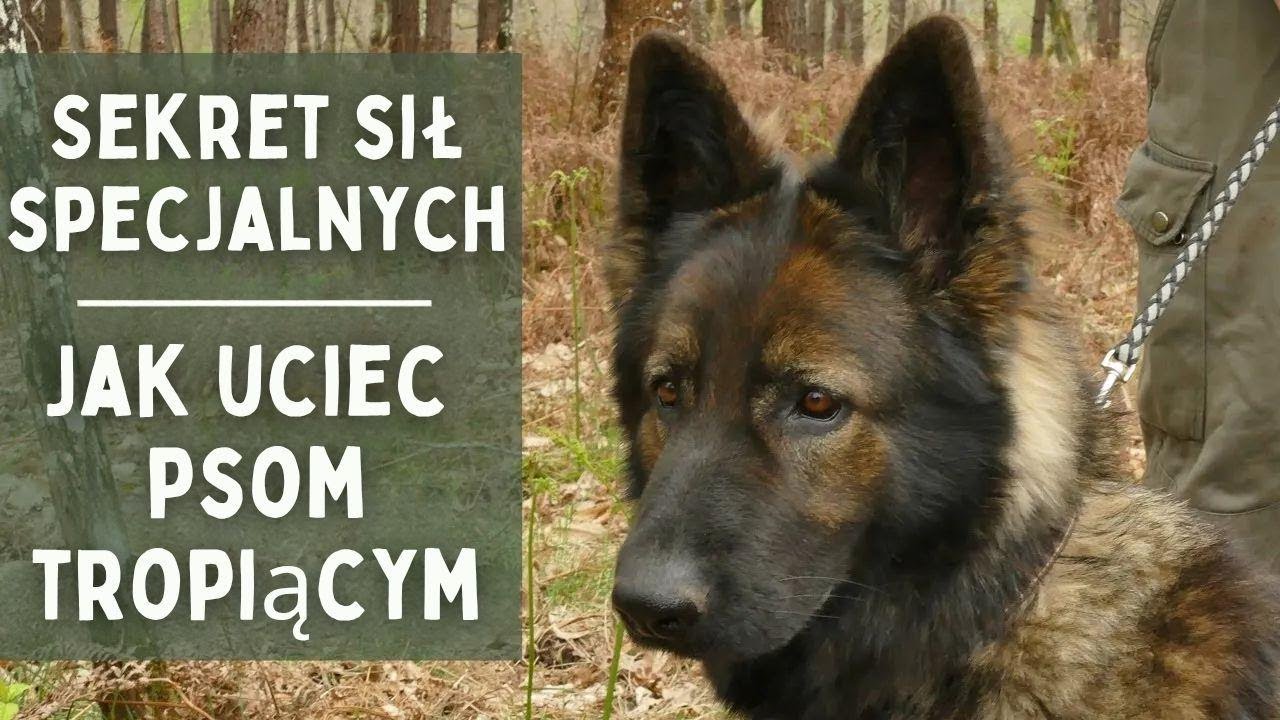 TAJEMNICA SIŁ SPECJALNYCH - Jak uciec przed psami tropiącymi