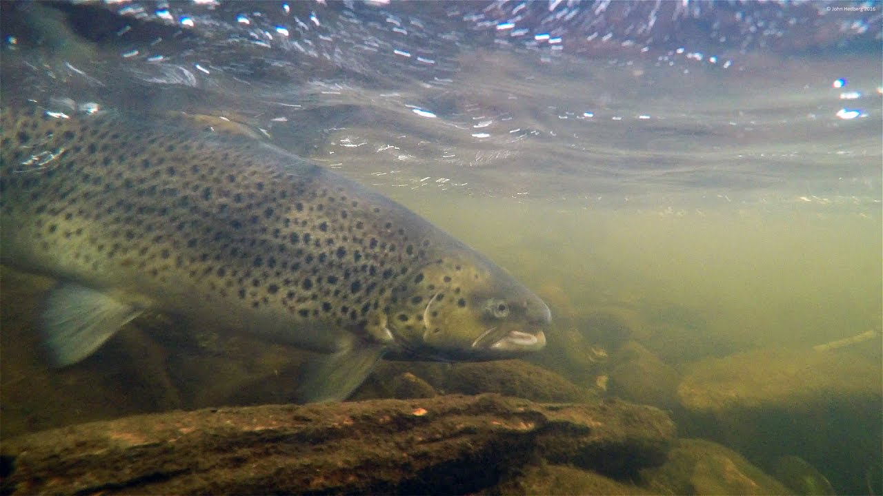 Autumn sea trout