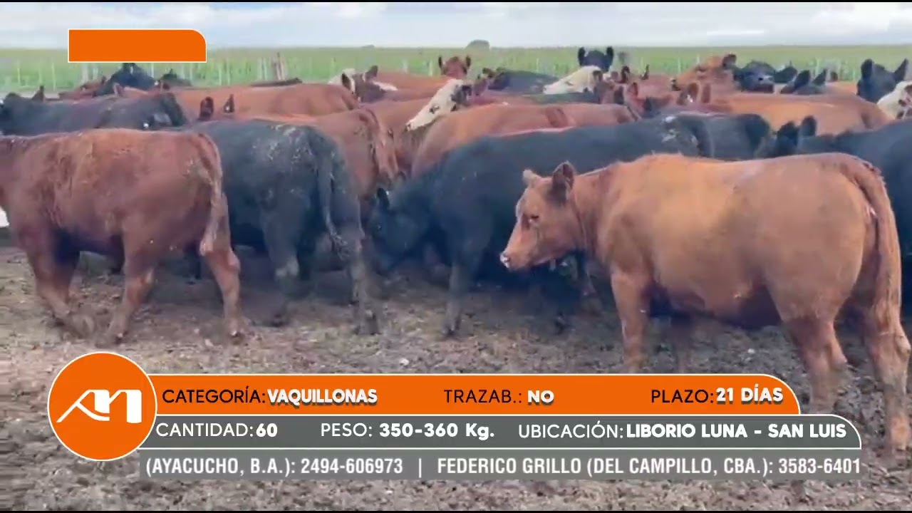 LOTE 82