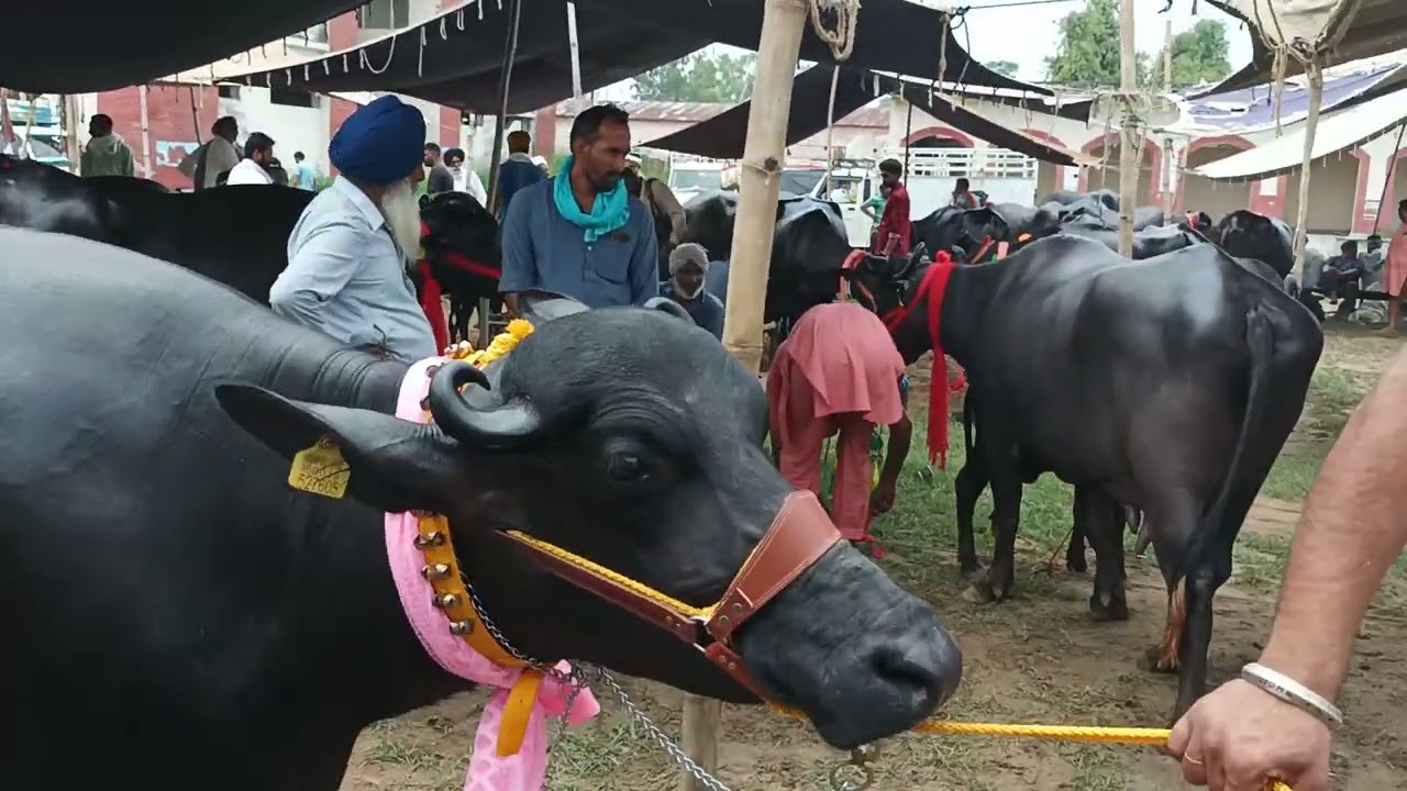 Jagraon mandi 23..7..2022.. 1st laction 15+ milk .. male calf... Rate ..1.25000.... call..9814961806