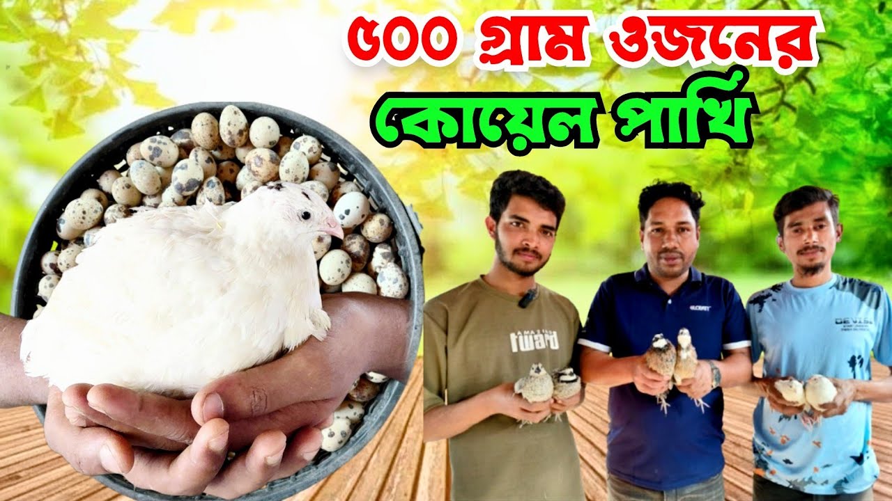 জীবনে প্রথম দেখলাম এত বড় কোয়েল পাখি || ৫০০ গ্রাম ওজনের কোয়েল পাখি || Koyel pakhi
