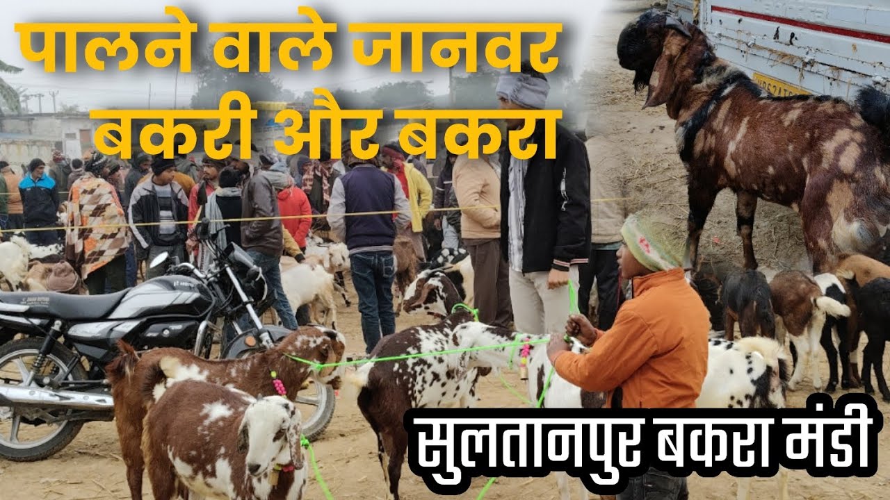 पालने वाले जानवर बकरी और बकरा ||सुलतानपुर बकरा मंडी || #bakramandi #goat #newvlog 
