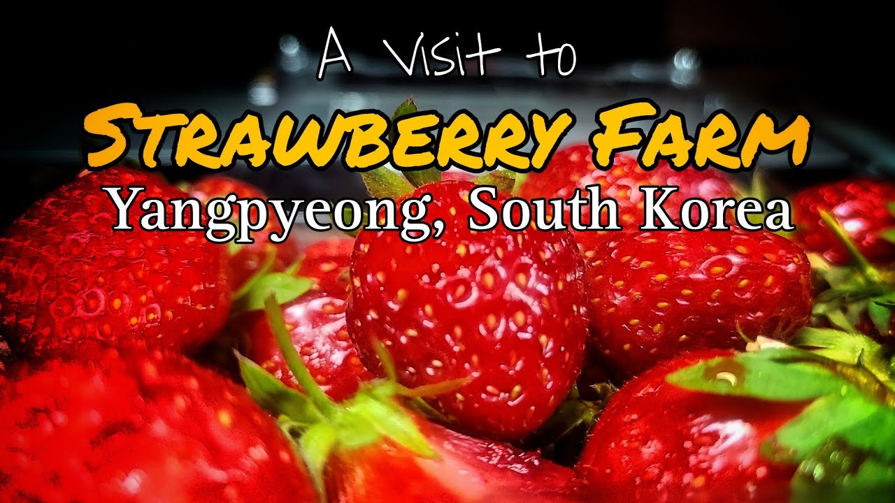 A Visit to Strawberry Farm