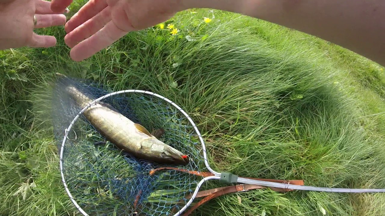 Irish salmon angling