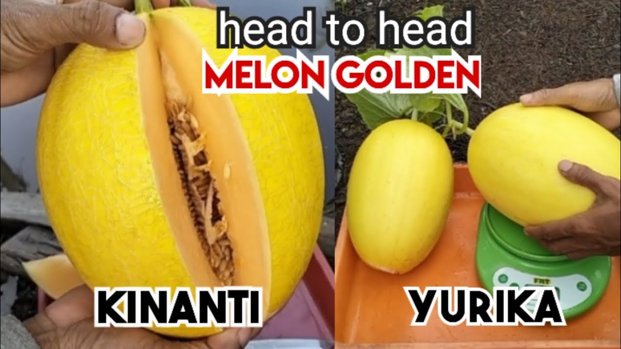 REVIEW SINGKAT MELON GOLDEN KINANTI DAN YURIKA