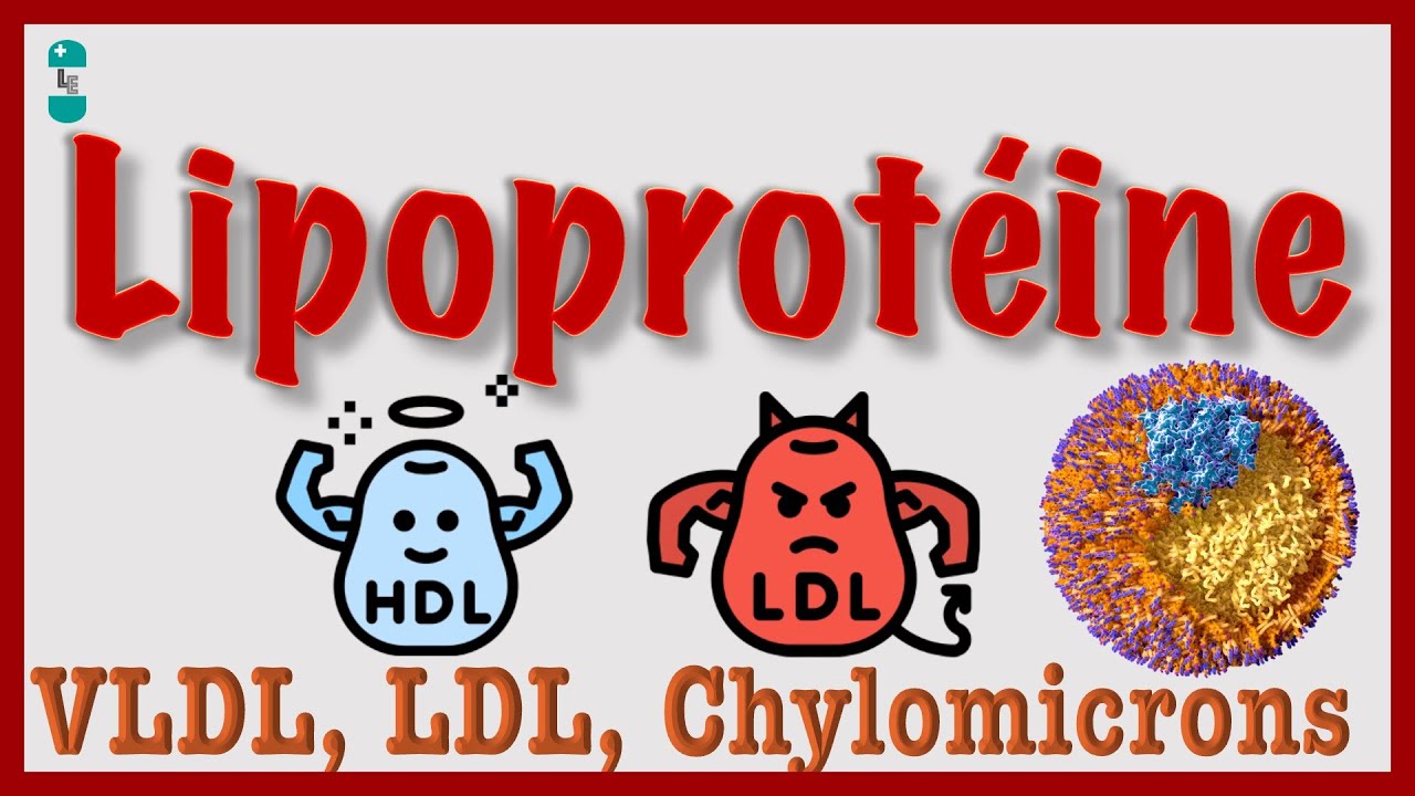 Lipoprotéines - VLDL, HDL, LDL, Chylomicrons, Cholestérol