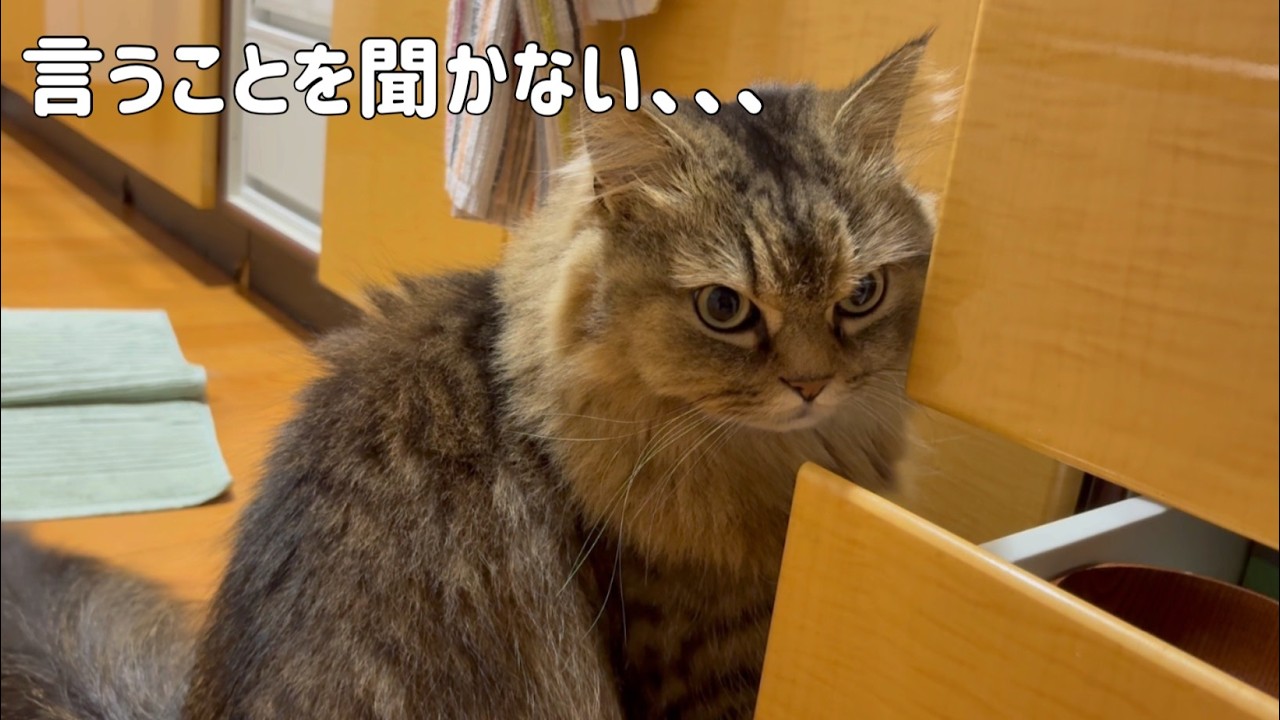 開け散らかすネコ