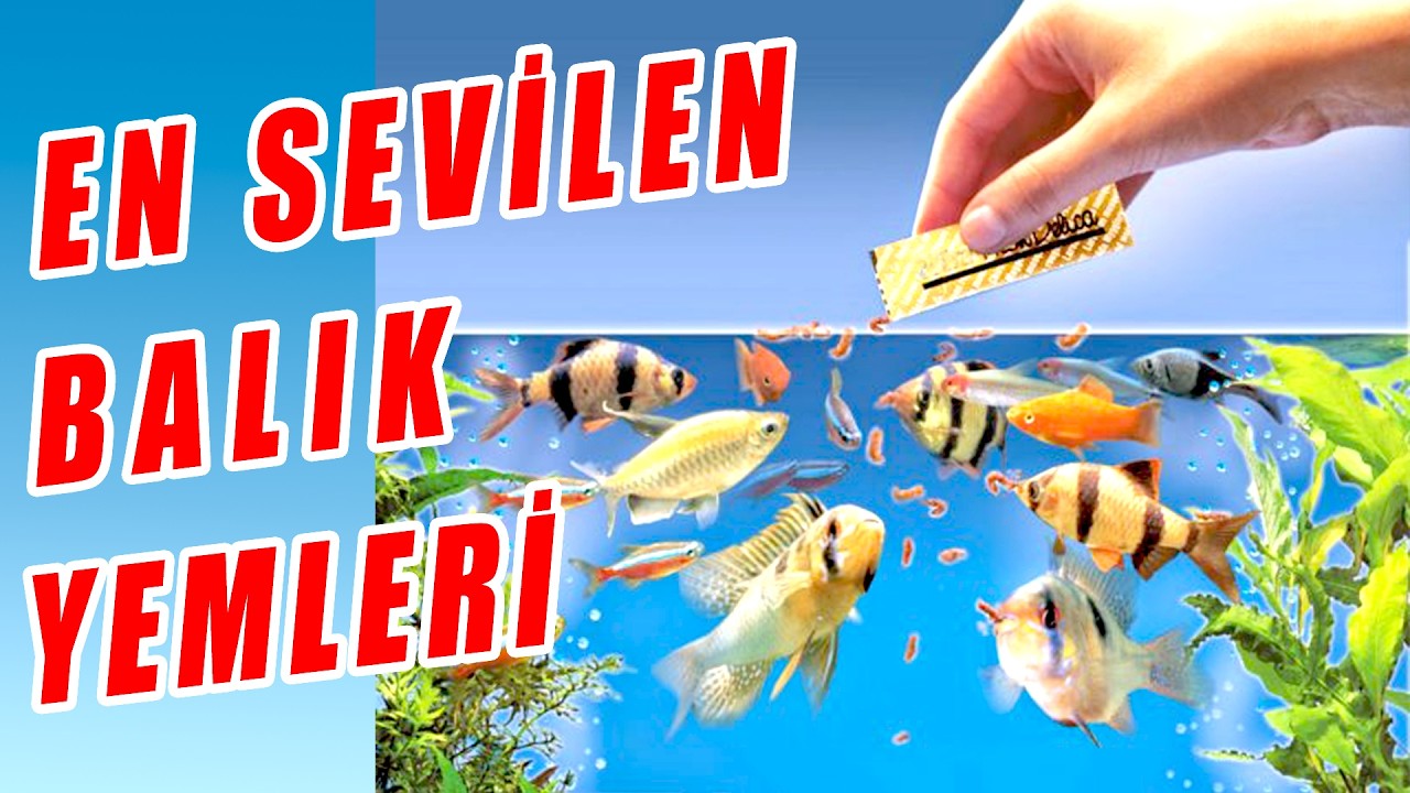 AKVARYUM BALIKLARI YEMLERİ - DETAYLI ANLATIM