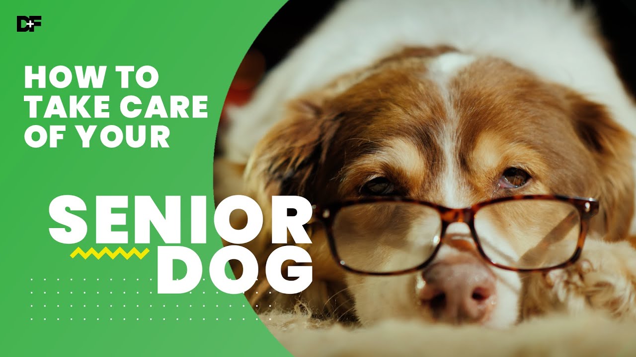 Tips On How To Keep a Senior Dog Healthy