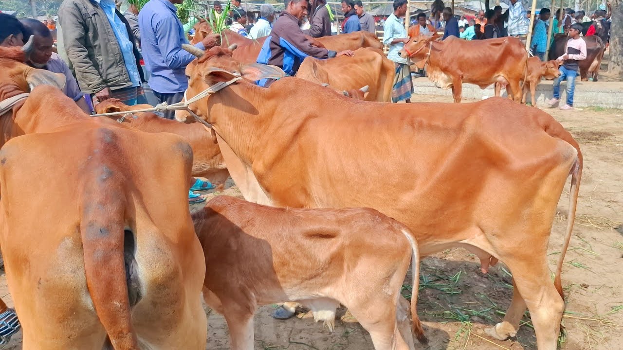 আজ ২১/২/২৬ | শাহিওয়াল সিন্ধী জাতের বাছুরসহ গাভী গরুর দাম জানুন | আমবাড়ী হাট 
