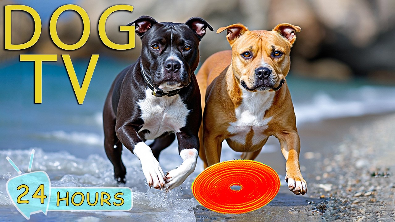 DOG TV: Best Videos Prevent Boredom All Day for Dogs When Home Alone - Soothing Music for Dogs