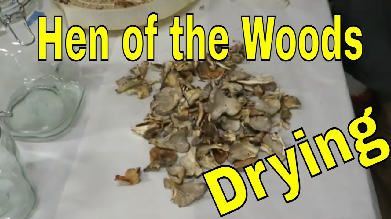 Dehydrating Hen of the Woods mushrooms