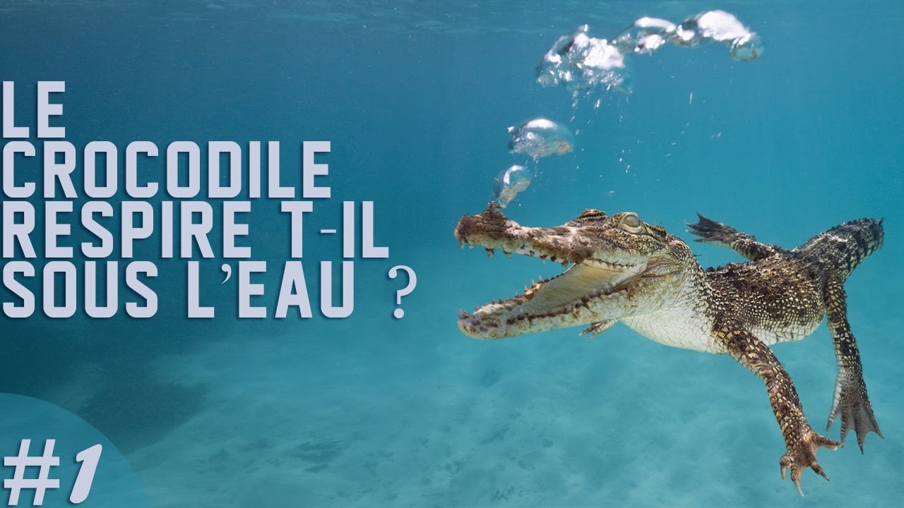 LE CROCODILE RESPIRE T-IL SOUS L'EAU ? - EUBLEPHARIS