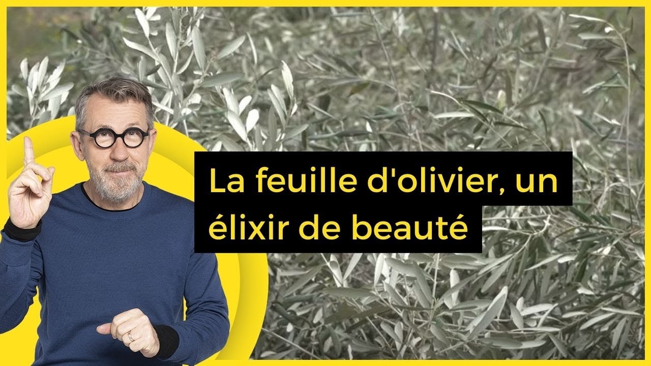 La feuille d'olivier, un élixir de beauté - C Jamy