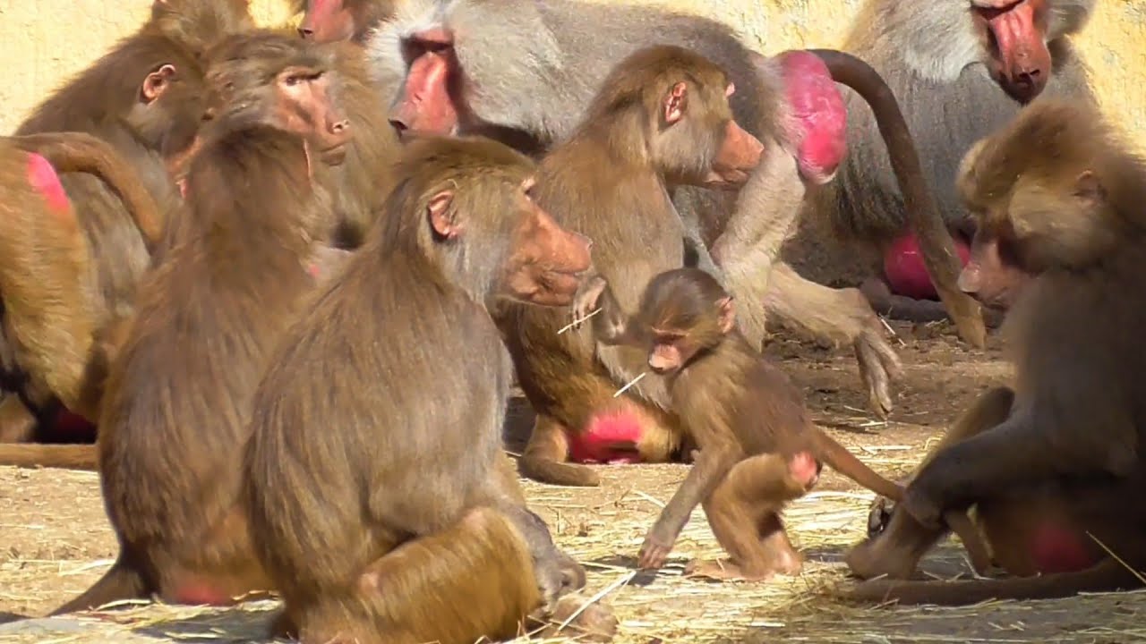 शरारती बंदरों के कारनामे। naughty monkey।Facts about monkey। #monkey #history #facts #amazingfacts