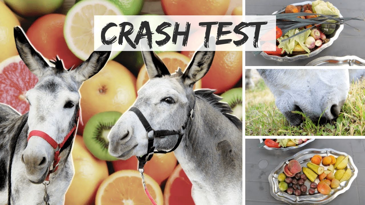 LES ÂNES GOÛTENT DES FRUITS ET DES LÉGUMES 🍒🍐🍅