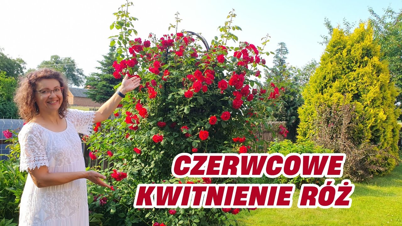 Spacer po ogrodzie - odmiany godne Twojej uwagi || Rozaria.pl