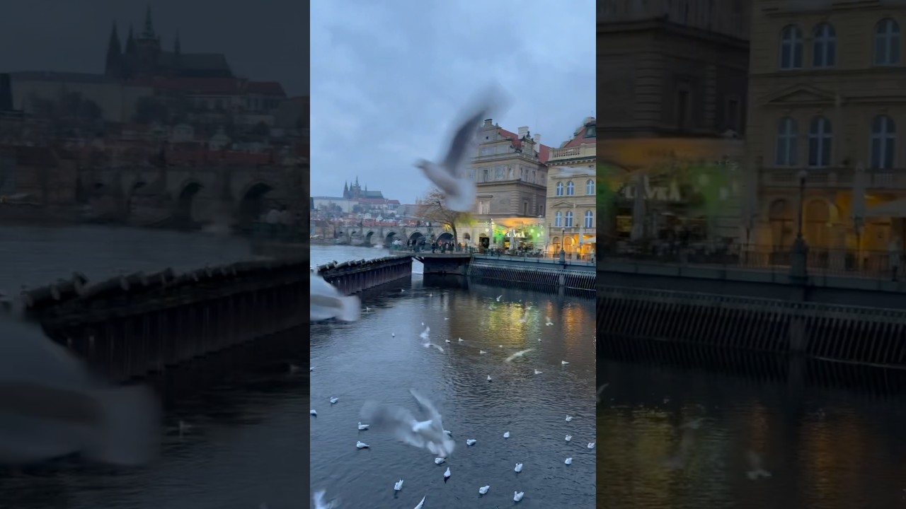 Prague 📍  #PragueViews #VltavaRiver #MagicalPrague #Prague #CzechRepublic #Travel #praguecityguide