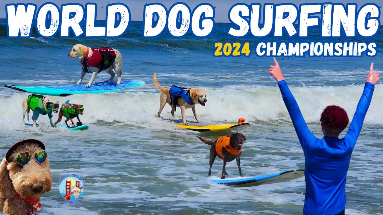 Surf’s up, tails are wagging at the World Dog Surfing Championships