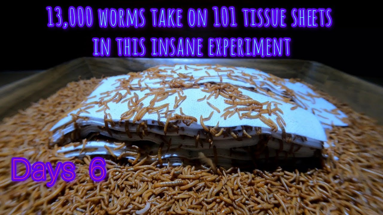 13 000 червей против 101 бумажной салфетки