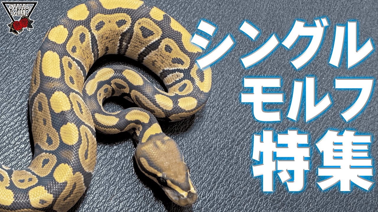 【5万円以下】シングルモルフ特集!!【ボールパイソン】　#爬虫類　#浜松市　#蛇　#飼育　#避難　#ペット　#ブリード