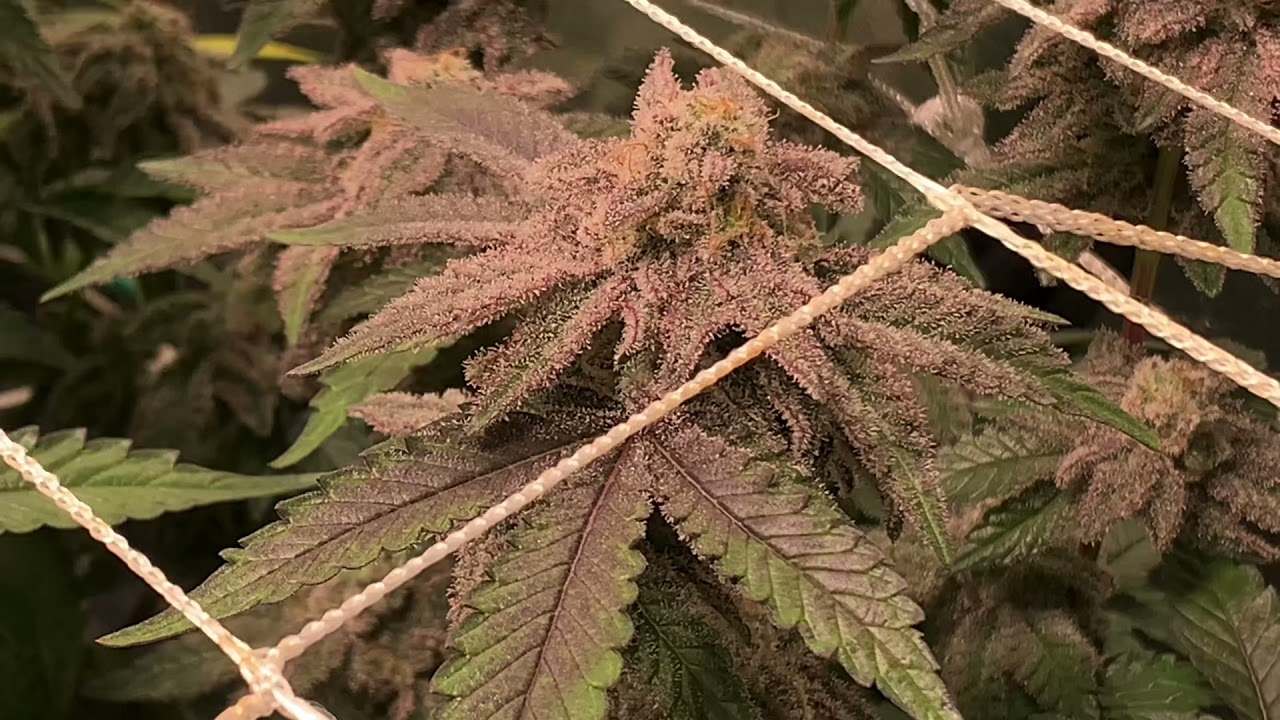 HLG 650R LED Grow Update. Week 10 of Flower. Last look before harvest!