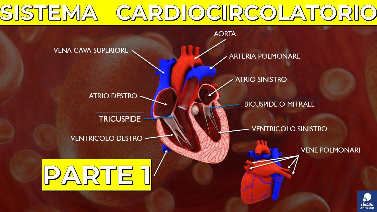 Sistema cardiocircolatorio (parte 1): I vasi, Grande e piccolo circolo, il Cuore