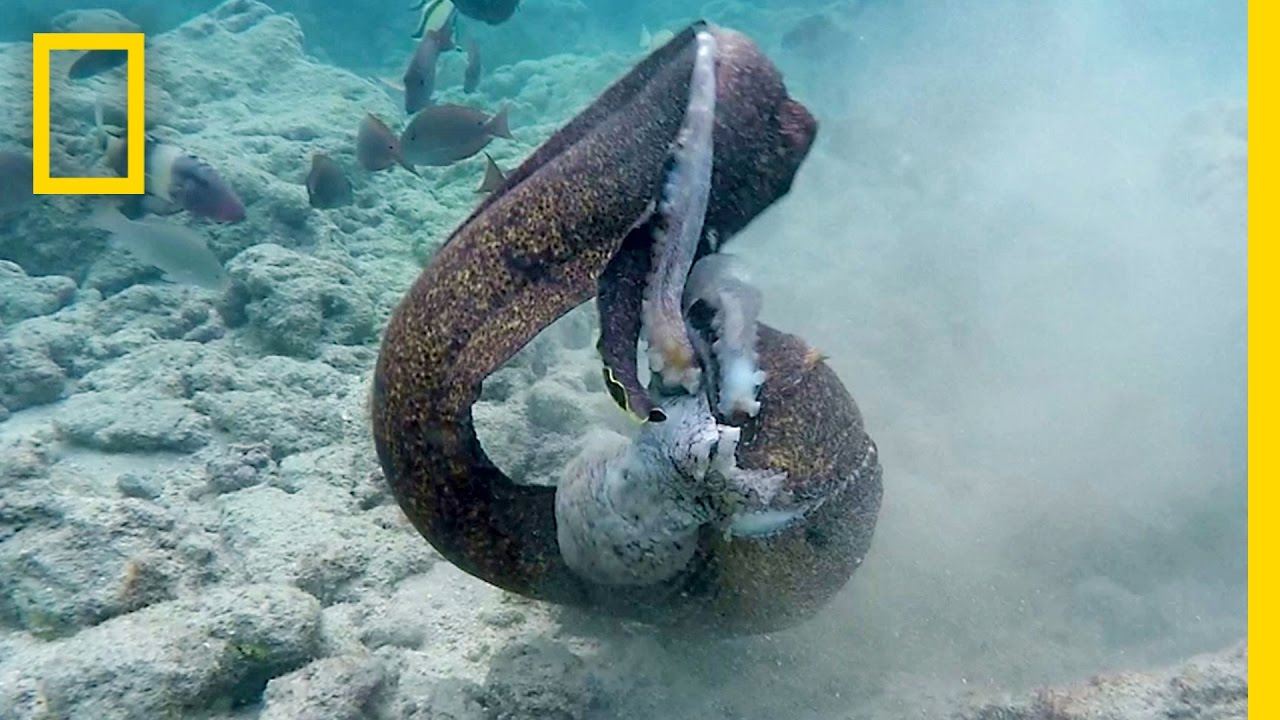 Eel vs. Octopus, Then Eel vs. Cameraman | National Geographic