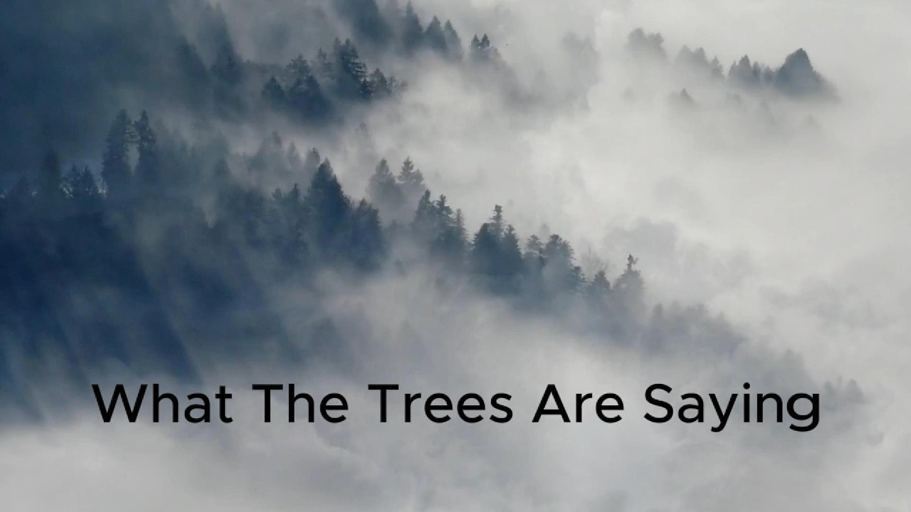 What the Trees Are Saying