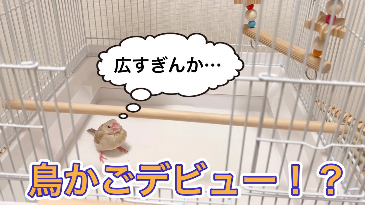 【シナモン文鳥雛】鳥かごデビューさせてみた文鳥の反応がかわいすぎた | 文鳥飼育vlog