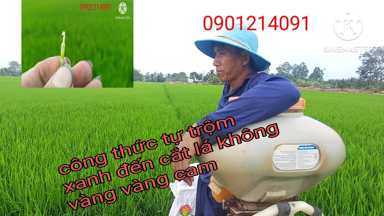 Vải phân đón đòng cali 16.8 + b10 kết hộp công thức vàng lá vụ đông xuân 