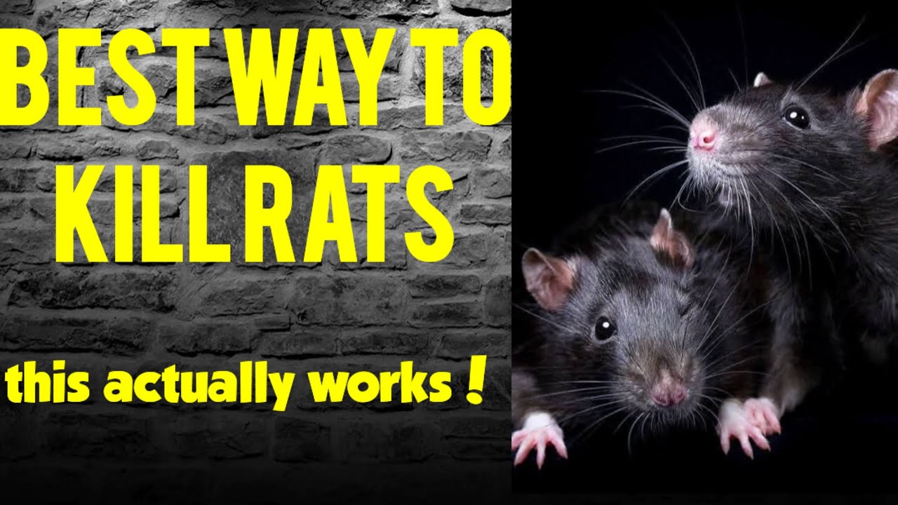 This Is the Most Simple & Effective Way to Kill Rats: Fast & Cheap!