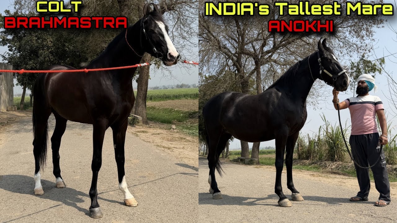 DANA STUD FARM in Maherna Khurd | INDIA’s Tallest Mare Anokhi and Colt Brahmastra 