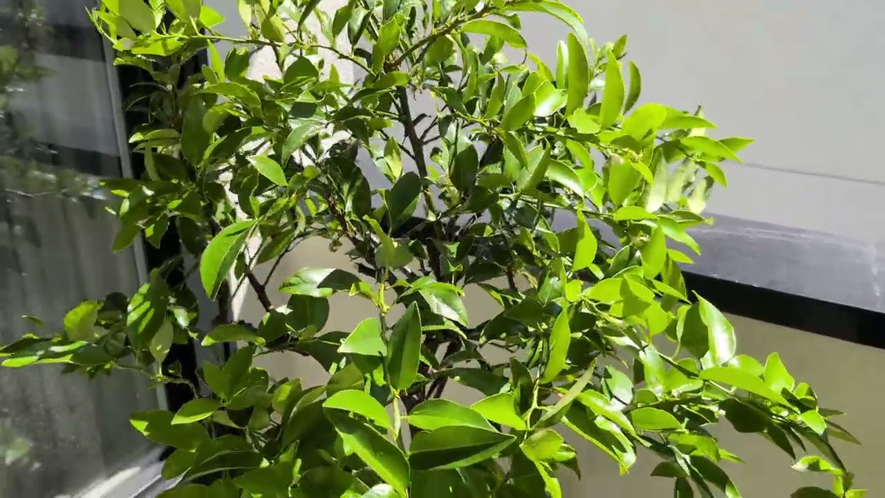 Update Video: Growing Citrus Trees in Kelowna (July 2025)