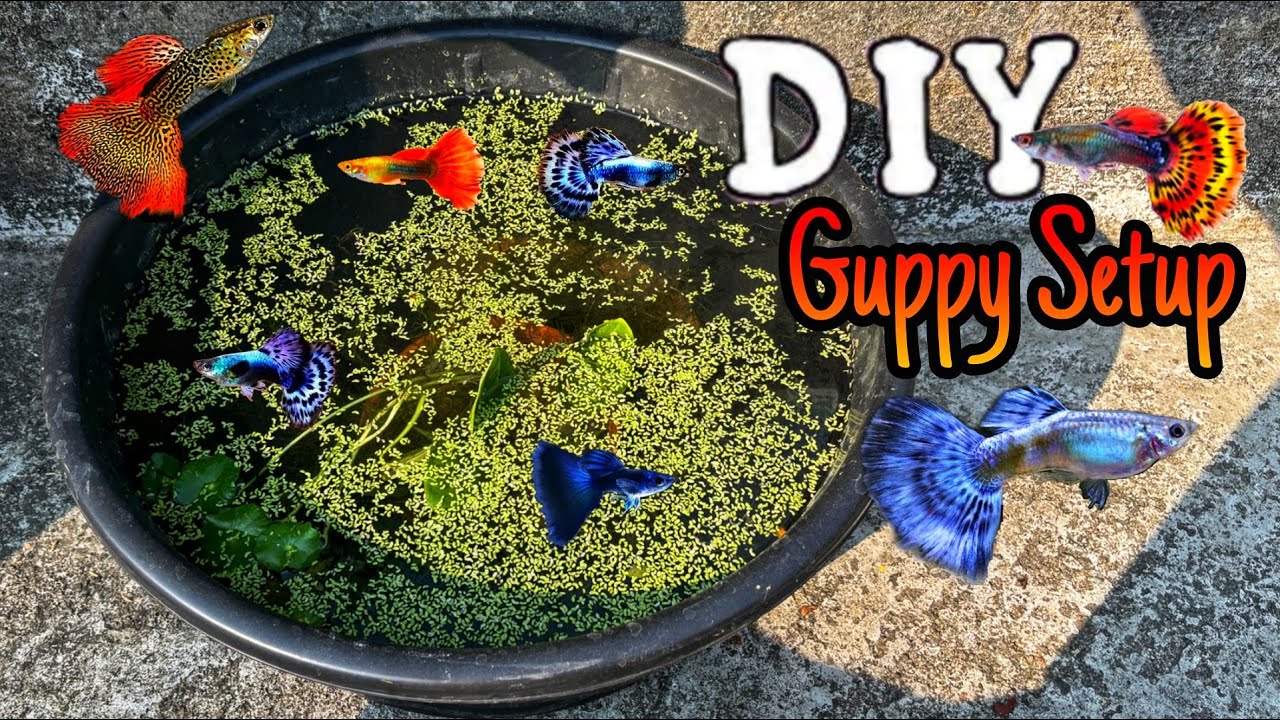 DIY Guppy Setup: Build a Simple, Budget Friendly Tank at Home