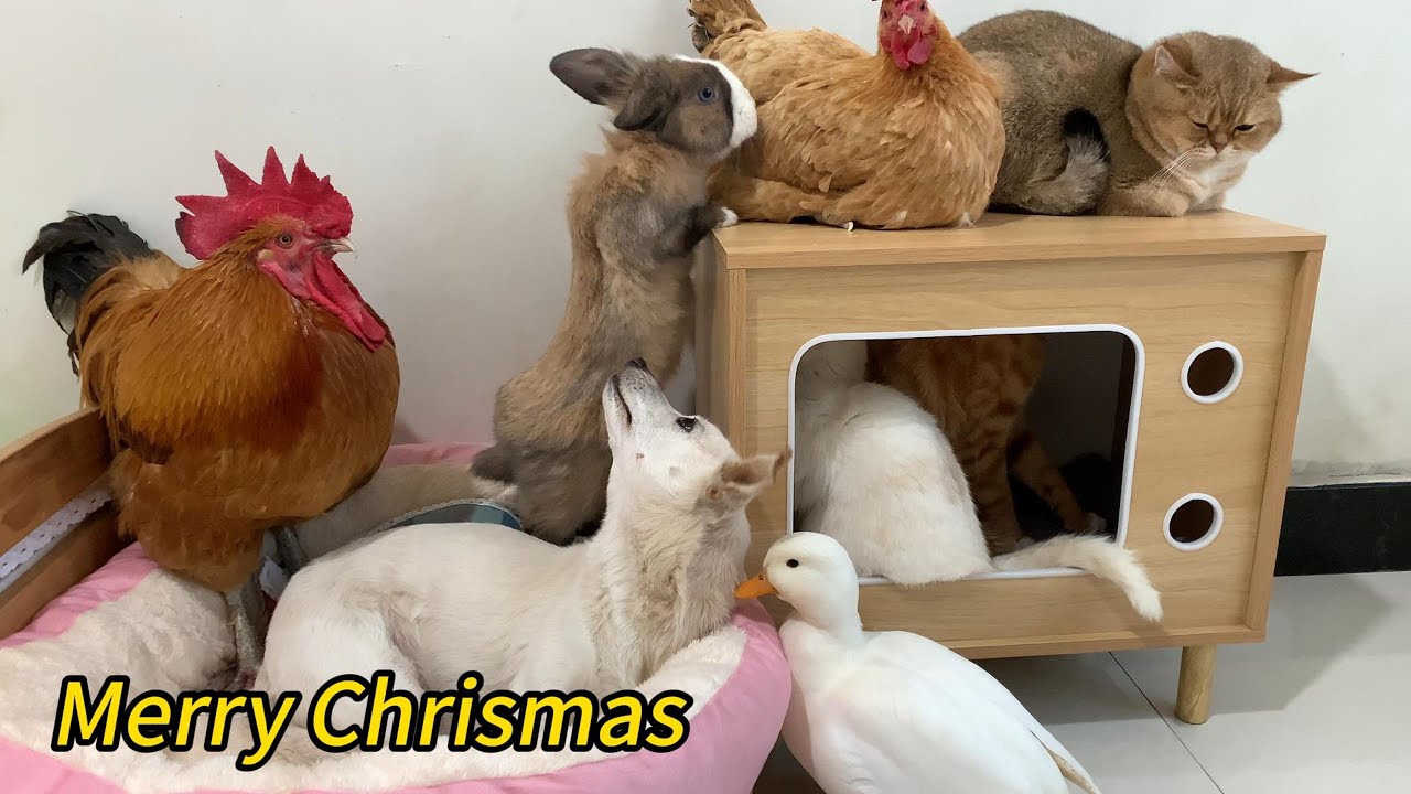 A rooster, duck, hen, rabbit, and puppy celebrate Christmas with the cats! A happy animal family.