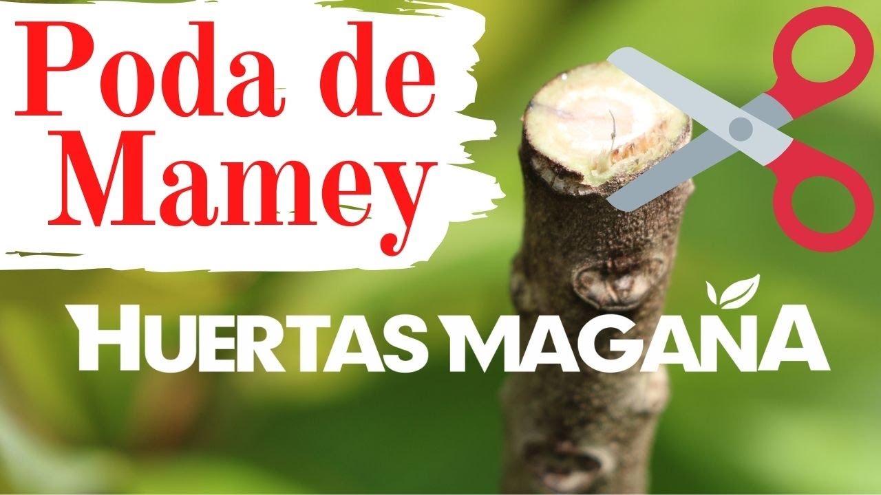 Como Podar Mamey en @HuertasMagaña | Primera Poda