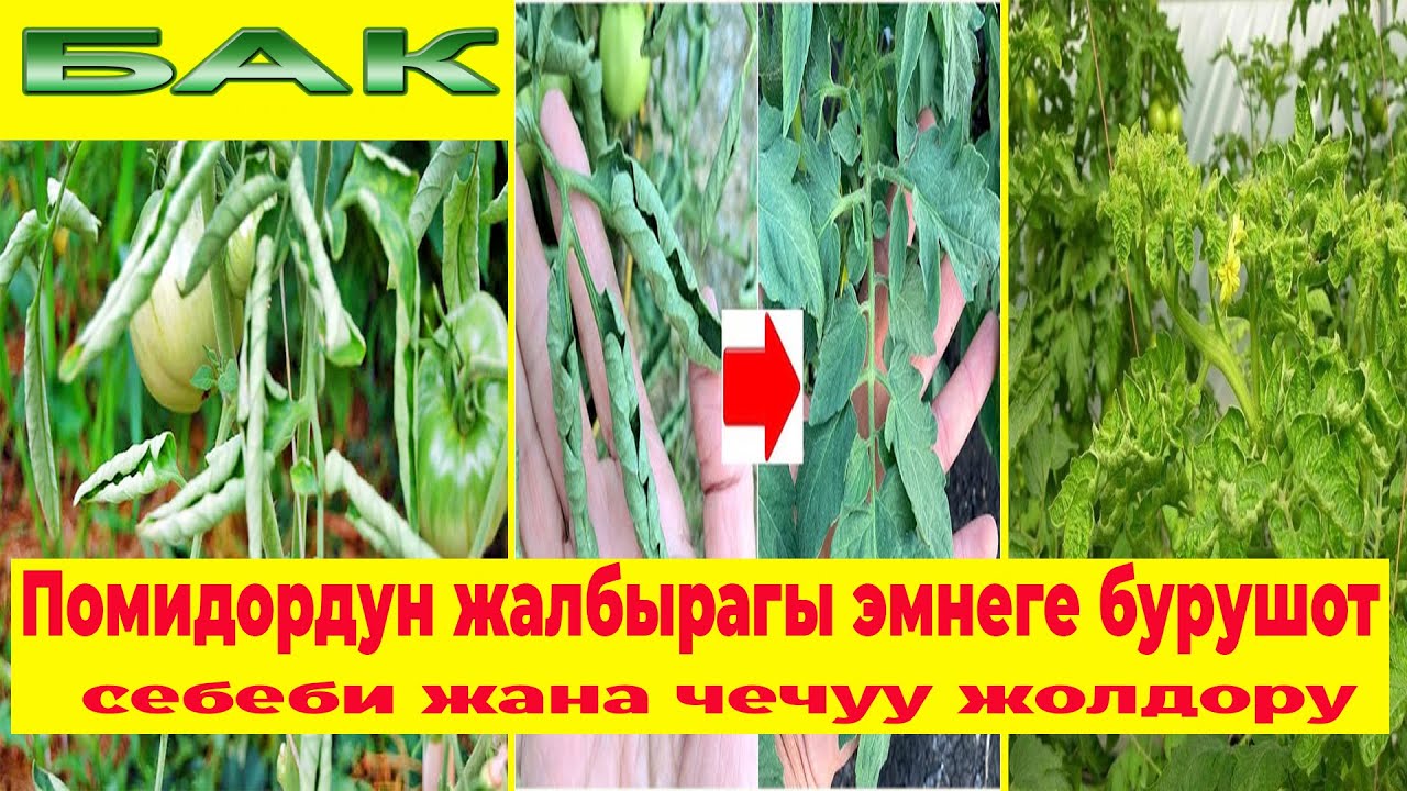 Помидордун жалбырагы эмнеге бурушот? Себеби жана курошуу жолдору.