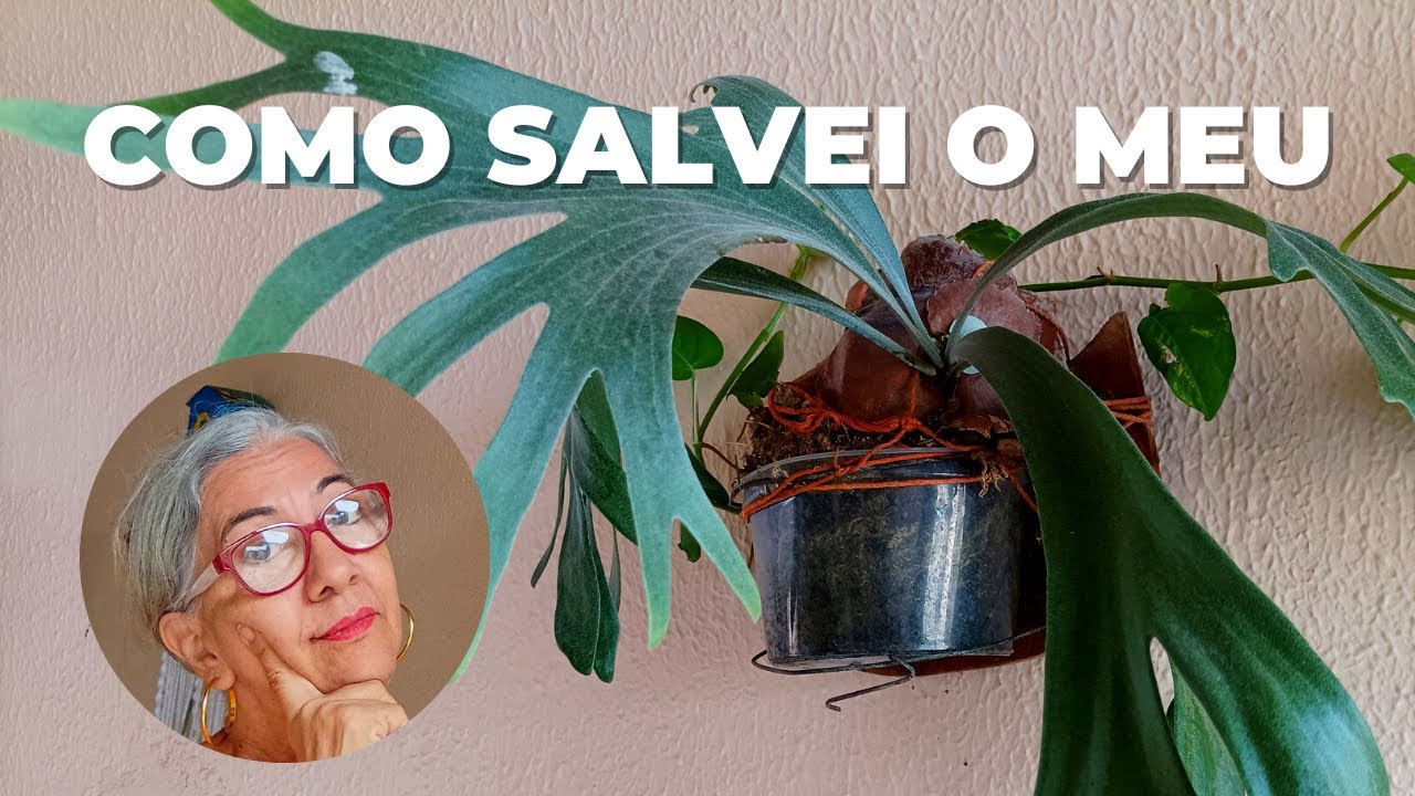 Como salvar  CHIFRE DE VEADO/ nesse vídeo pode ter sua resposta