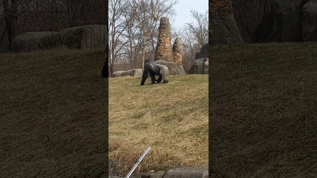 At The Zoo 1