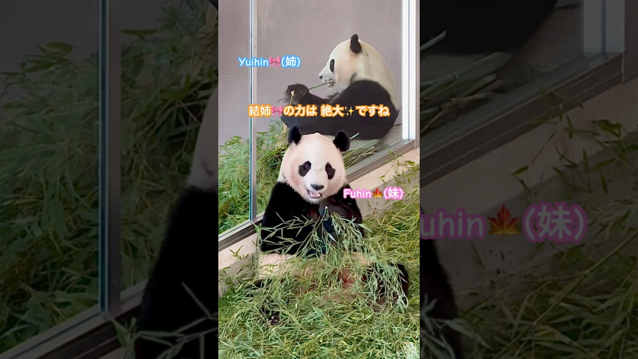 パンダ結浜🎀楓浜🍁恋鳴き止めた⁉️お姉ちゃんの存在は絶大#shorts #panda#結浜#楓浜
