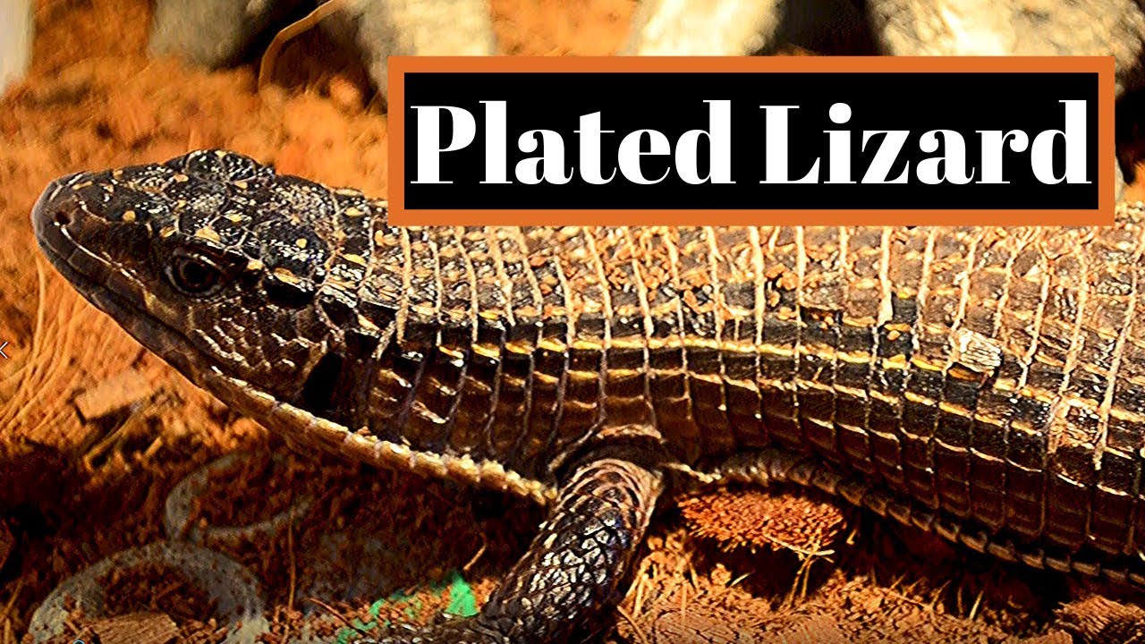 Sudan Plated Lizard | First Impression